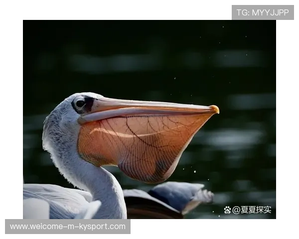 鹈鹕希望年轻人能带来奇迹，鹈鹕原来叫啥